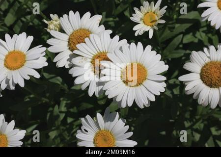 Campo di margherite e fiori che si crogiolano nel luminoso sole estivo. Foto Stock