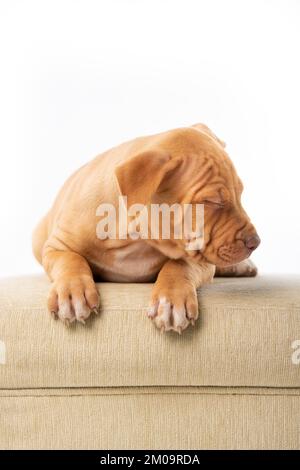 cucciolo di pitbull rosso sdraiato e papping sul divano Foto Stock