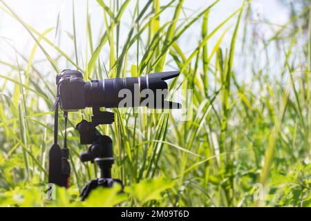 Fotocamera e obiettivo con zoom mimetizzazione tra le foglie, impostazione della fotografia naturalistica Foto Stock