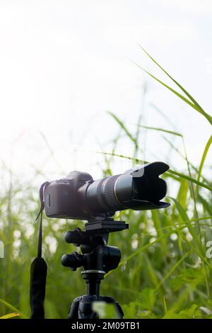 Fotocamera e obiettivo con zoom mimetizzazione tra le foglie, impostazione della fotografia naturalistica Foto Stock