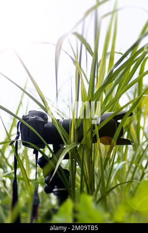 Fotocamera e obiettivo con zoom mimetizzazione tra le foglie, impostazione della fotografia naturalistica Foto Stock