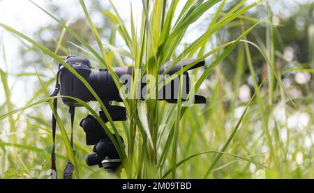 Fotocamera e obiettivo con zoom mimetizzazione tra le foglie, impostazione della fotografia naturalistica Foto Stock