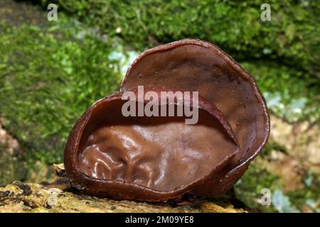 Il fungo Auricularia auricula-judae, che si sviluppa principalmente sull'anziano, è diffuso in tutta Europa. Foto Stock