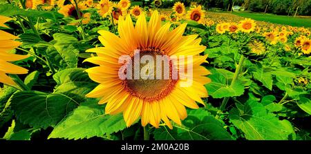 Un primo piano di un girasole giallo cresciuto nel campo in primavera Foto Stock