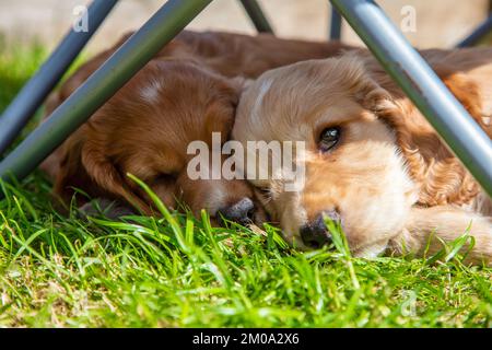 Carino cucciolo marrone cani che dormono al sole su erba uner una sedia da giardino Foto Stock