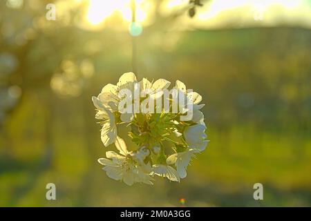 Fioritura dei ciliegi. Ramo di ciliegio in fiore. Ciliegio in fiore Foto Stock