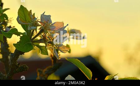 La mela fiorisce in piena fioritura contro il cielo. Sfondo carta da parati in ciliegio bianco. Messa a fuoco morbida Foto Stock