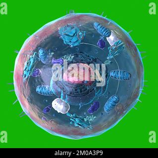 Componenti di cellule eucariotiche, nuclei e organelli e membrana plasmatica - illustrazione 3d Foto Stock