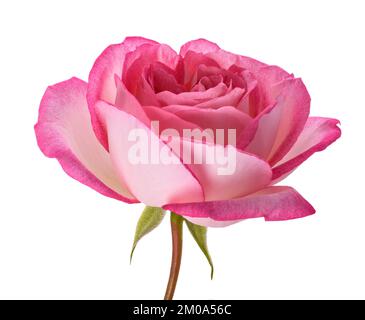 Rosa fiore isolato su sfondo bianco Foto Stock
