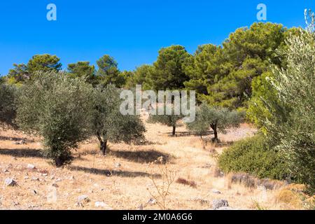 Ulivi in un tipico paesaggio greco. Clima arido e cielo azzurro soleggiato. Isola di Rodi, Grecia. Foto Stock