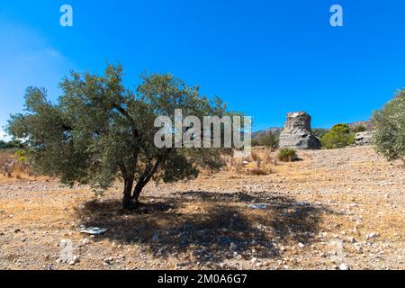 Ulivo e grande roccia in un tipico paesaggio greco. Clima arido e cielo azzurro soleggiato. Isola di Rodi, Grecia. Foto Stock