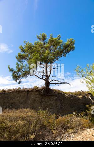 Abete in un tipico paesaggio greco. Clima arido e cielo azzurro soleggiato. Isola di Rodi, Grecia. Foto Stock