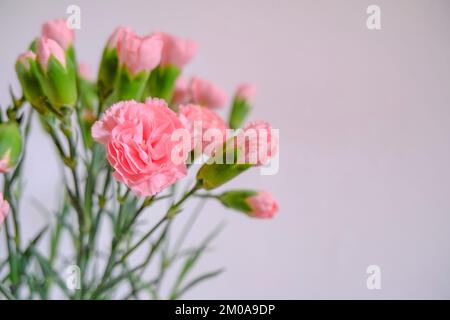 bouquet di garofani rosa in primo piano attraverso la parete bianca. Spazio di copia. Disegno di cartolina. Sfondo floreale Foto Stock