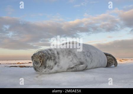 Sdraiati intorno. Le nuove foche nate nella neve, a Donna Nook, Norfolk EnglandLincolnshire, Regno Unito: QUESTE IMMAGINI COMICHE mostrano una madre e un bambino foche risate Foto Stock