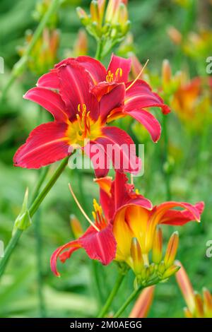 Hemerocallis Stafford, Daylily Stafford, deciduo perenne, angusti, fiori rossi profondi con una gola gialla Foto Stock