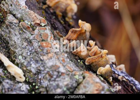 Funghi fruttati su un tronco di albero morto Foto Stock