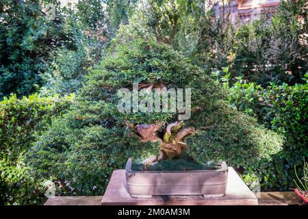 Spagna, Madrid, Real Jardín Botánico, Giardino Botanico, Bonsai, Taxus baccata Foto Stock