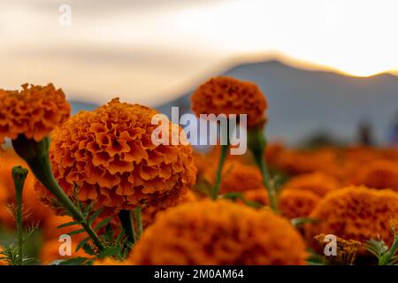 Kenikir o Tagetes erecta questa pianta ha un aroma forte ma ha bei fiori cempasuchil Foto Stock