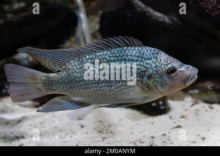 Tanganyika tilapia (Oreochromis tanganicae), cichlid endemico del lago Tanganyika e dei fiumi in afflusso, rissa con aline a raggi nella famiglia Cichlidae. Foto Stock