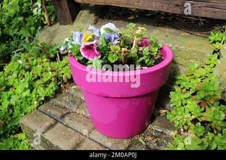 Fiori colorati in una Pot all'esterno Foto Stock