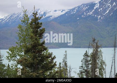 Alberi con montagne e oceano Foto Stock