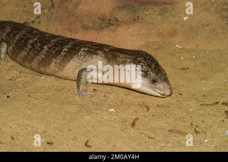 Primo piano su una pelle di lingua blu, tiliqua, scintoidus in un terrario che raggiunge o mangiare vermi di cera Foto Stock