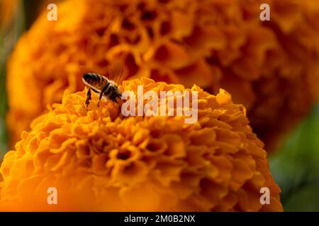 ape impollinante un fiore di arancio di cempasuchil, messico Foto Stock