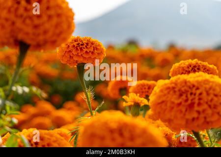 Kenikir o Tagetes erecta questa pianta ha un aroma forte ma ha bei fiori cempasuchil Foto Stock