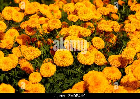 Kenikir o Tagetes erecta questa pianta ha un aroma forte ma ha bei fiori cempasuchil Foto Stock