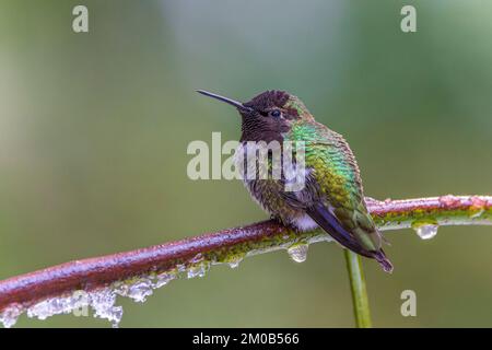 Un Hummingbird di Anna (Calypte anna) svernante arroccato su un ramo coperto di ghiaccio Foto Stock