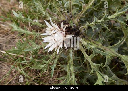 Fiore bianco e foglie spinose di pianta acaulis di Carlina Foto Stock