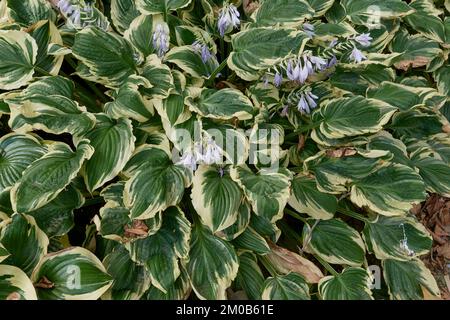 Varietà Hosta in un giardino ornamentale Foto Stock