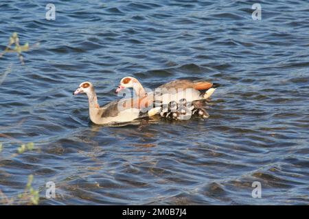 Famiglia delle oche egiziane. Alopochen aegyptiaca. Entrambi i genitori che si stanno prendendo cura dei pulcini appena schiusa in acqua. Foto Stock