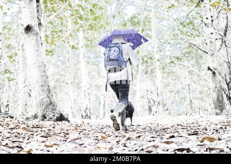 Vista posteriore di una donna che cammina un cane nella neve attraverso una foresta e usando una brola per ripararsi dalla neve che cade. Foto Stock