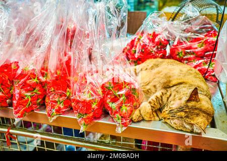 Il gatto addormentato tra i pacchi con fiori in Pak Khlong Talat Flower Market, Bangkok, Thailandia Foto Stock