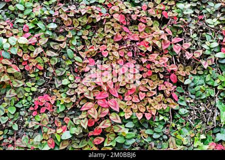 Foglie rosa di amaranto del globo (Gomphrena globosa) sul muro Foto Stock