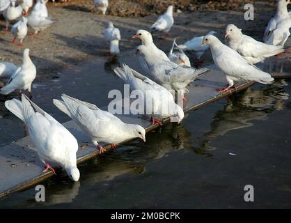 Mazar-i-Sharif, Provincia dei Balcani, Afghanistan. Uccelli acqua potabile al di fuori della Moschea Blu a Mazar i Sharif. La moschea è famosa per le sue colombe bianche. Foto Stock