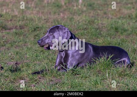 Un bel Weimaraner grigio sdraiato in un campo d'erba con un bastone in bocca Foto Stock