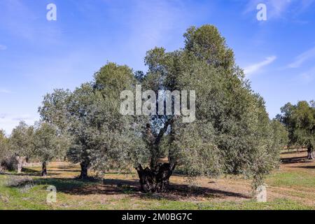 Ulivo millenario in una piantagione di olive per la produzione di olio extra vergine di oliva in Andalusia, Spagna Foto Stock