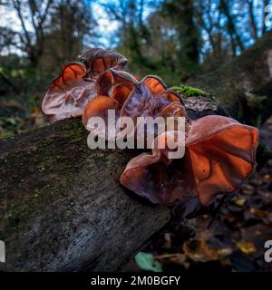 Primo piano di Jelly Ear Fungus crescere su un tronco caduto di un albero, Yorkshire, Regno Unito Foto Stock