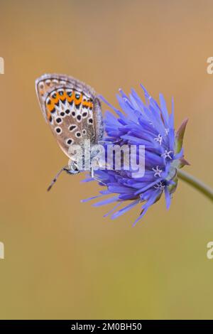 Blu argentato (Plebejus argus) femmina farfalla alimentazione sul nettare di pecora-bit / margherita blu (Jasione montana) in brughiera in estate Foto Stock