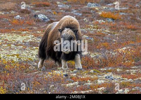 Muskox (Ovibos moschatus) toro solitario / maschio sulla tundra in autunno / autunno, Dovrefjell–Sunndalsfjella Parco Nazionale, Norvegia Foto Stock