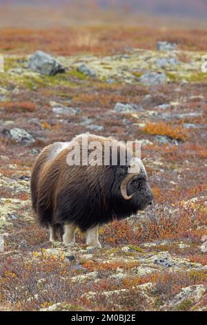 Muskox (Ovibos moschatus) toro solitario / maschio sulla tundra in autunno / autunno, Dovrefjell–Sunndalsfjella Parco Nazionale, Norvegia Foto Stock