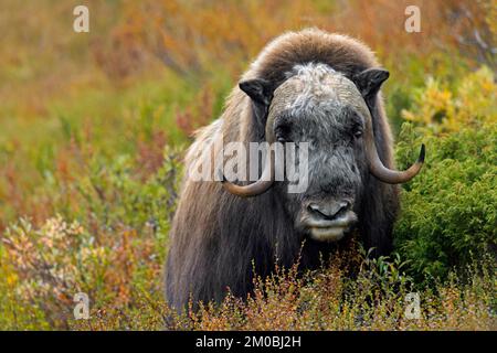 Muskox (Ovibos moschatus) toro solitario / maschio sulla tundra in autunno / autunno, Dovrefjell–Sunndalsfjella Parco Nazionale, Norvegia Foto Stock
