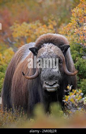 Muskox (Ovibos moschatus) toro solitario / maschio sulla tundra in autunno / autunno, Dovrefjell–Sunndalsfjella Parco Nazionale, Norvegia Foto Stock