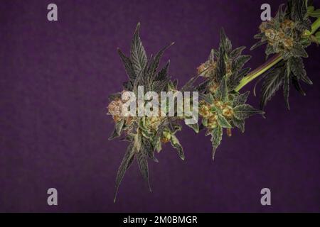 Mazzo di fiori di marijuana fioriture maturate con fondo viola scuro Foto Stock
