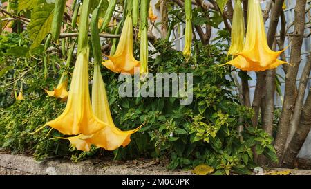 Fiori di tromba di Angel o brugmansia Brugmansia suaveolens, solanaceae di famiglia, sullo sfondo cielo luminoso. Foto Stock