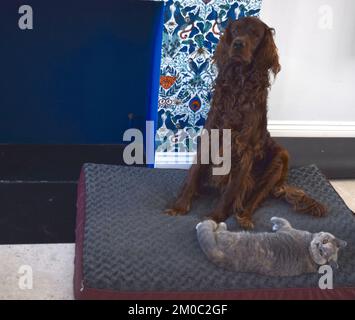 Cane e gatto insieme a casa. Foto Stock