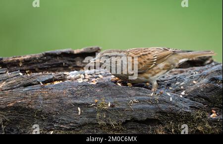 Maschio dunnock arroccato su un tronco che mangia semi di uccello Foto Stock