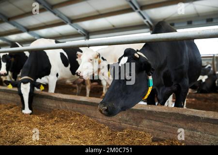 Fila di mucche da latte bianche e nere che si trovano in una stalla di un'enorme fattoria di bestiame moderna e che mangiano foraggio speciale dall'alimentatore Foto Stock